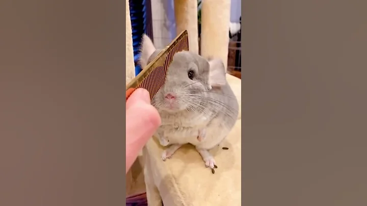 Video 3007191: cat chinchilla cute funny