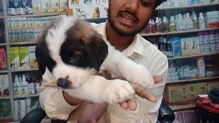 Saint Bernard on sale 20000/ only