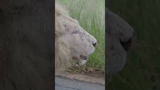 Casper the White Lion in Kruger National Park close to Satara Camp while on safari with @pksafaris