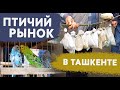 Птичий рынок в Ташкенте 2020