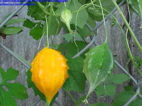 La Balsamina