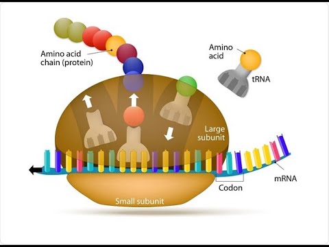วีดีโอ: Cycloheximide ยับยั้งการสังเคราะห์โปรตีนอย่างไร?