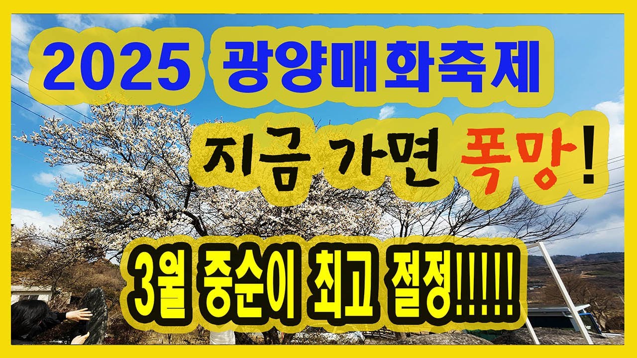2025 광양매화축제 / 지금 가면 폭망 / 현재 개화 상황 / 언제쯤 절정일까?