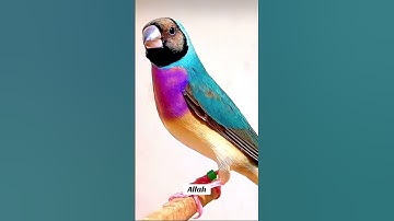 #عبدالباسط_عبدالصمد #سورة_الفلق #تلاوة_خاشعة #القرآن_الكريم