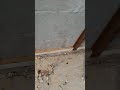 installing furring strips on block wall