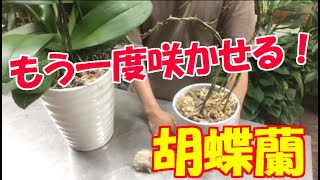 胡蝶蘭のお花が終わったらどうするか？もう一度咲かせる方法をご紹介！