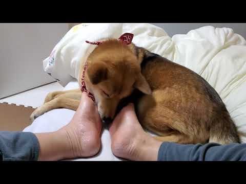 @NoguriTV　My dog Noguri loves to lick my feet　足舐め大好き愛犬ノグリ　Моя собака ногури любит　#hangout #relaxing