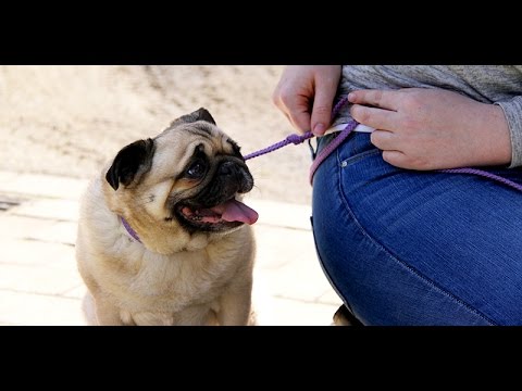 Animals in Society at The University of Melbourne