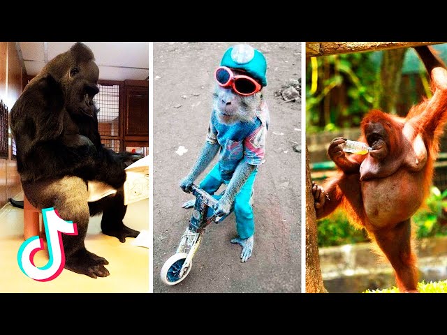 Funniest Monkeys Videos on TikTok  Part 2  | It Will Make you Laugh Again 😁😂 class=