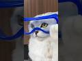 The mistress put a lock on the cat's food #viralshort #youtubeshorts #funny