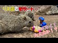 パウ・パトロール｜町田リス園でパウっと初デートトトト！チェイス♡スカイ　まさかのリスさんに。。。