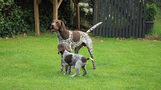 Exploring the World of German Wirehaired Pointer Clubs and Organizations