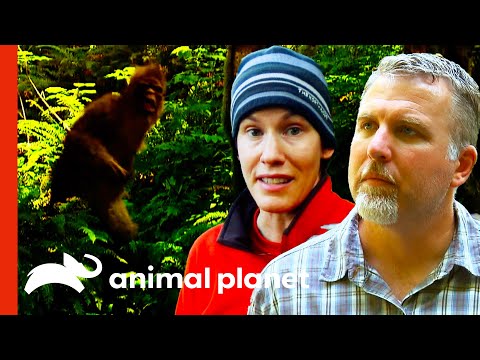 "They Are Here. That Was A Sasquatch!" | Finding Bigfoot