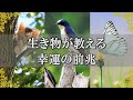 生き物が知らせてくれる幸運の前兆！知っておきたい未来へのメッセージ～スピリチュアル【チャンネルダイス】音声付き