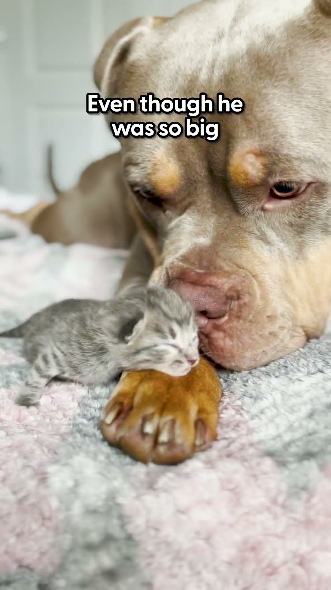 Pittie Becomes Cat's Gentle Nanny | The Dodo
