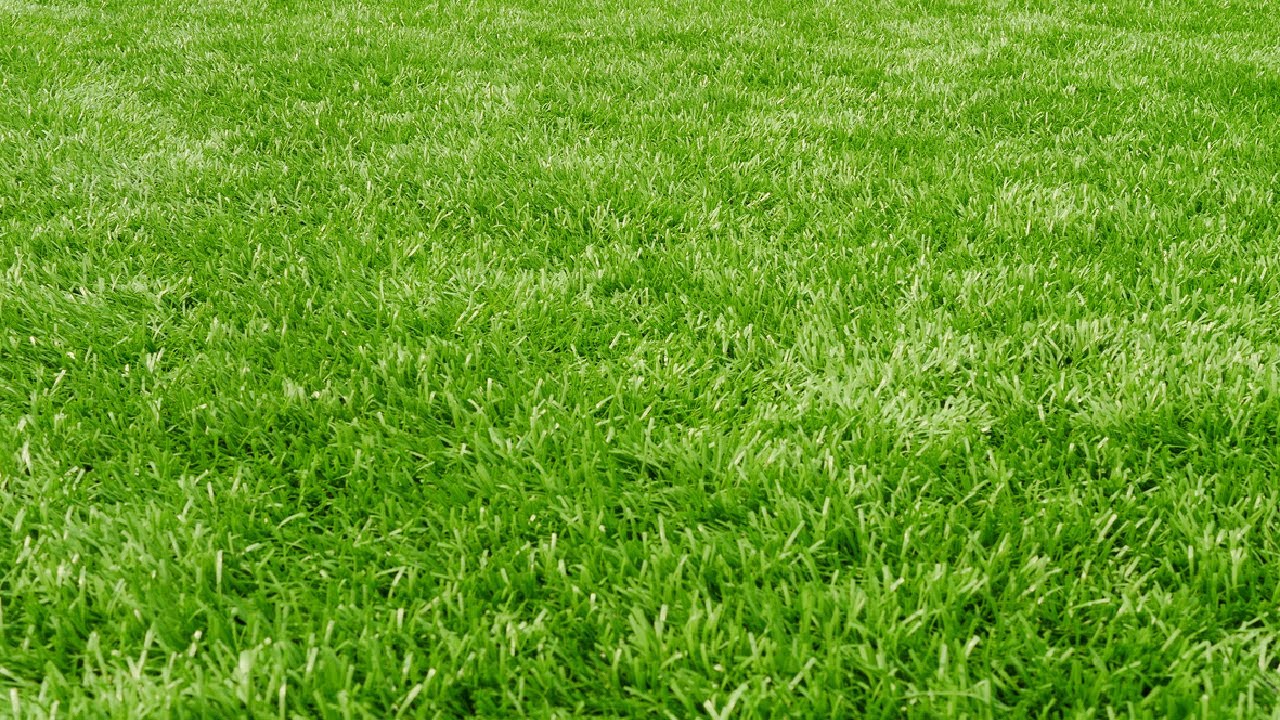 How to regrow your grass Christina’s Half Homestead YouTube