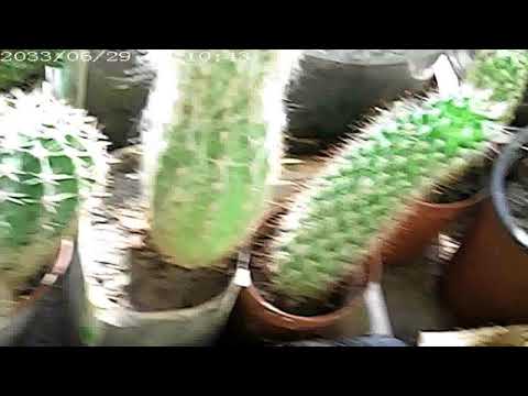 Video: Kaktusai, Mammillaria Gentis, Kai Kurios Rūšys - 2