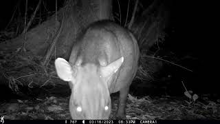 Male and female Baird&#39;s Tapir on a camera trap in Drake Bay, Costa Rica - March 14 - 25 , 2023