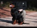 Rottweiler - Mis Primeros 10 meses