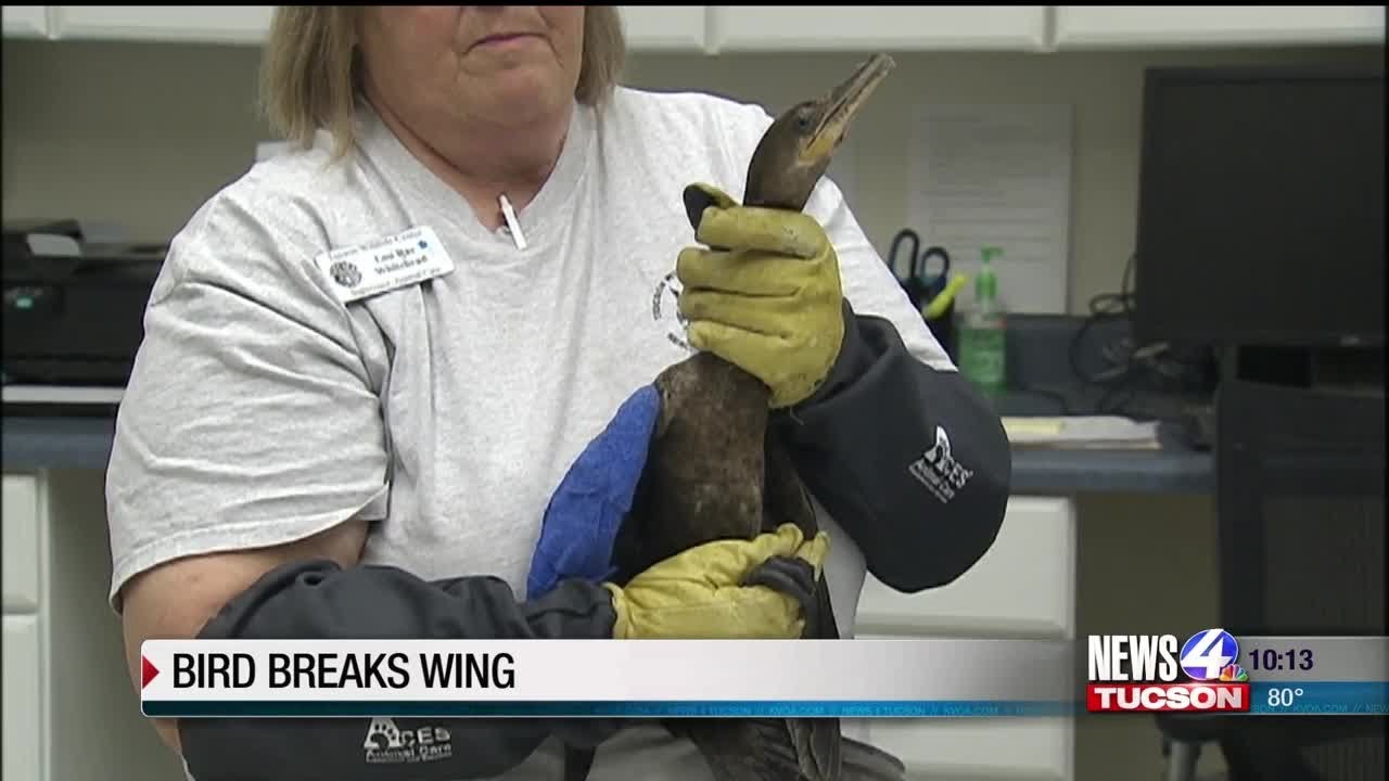 Water bird in recovery - YouTube
