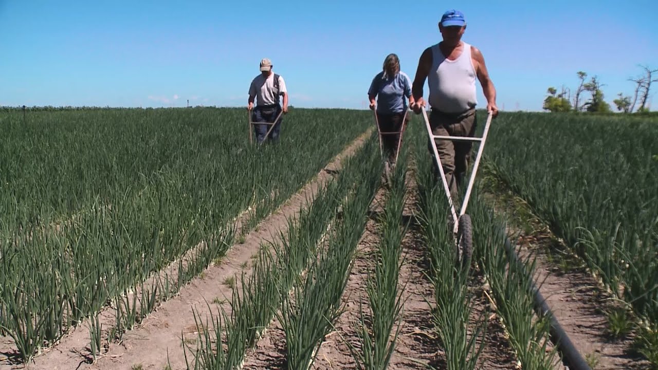 Szabó Sándor hagyma- és burgonyaültetvényén jártunk