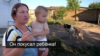 видео: АГРЕССИВНЫЙ СЕНБЕРНАР держит в страхе всю деревню ! картинка: АГРЕССИВНЫЙ СЕНБЕРНАР держит в страхе всю деревню !
