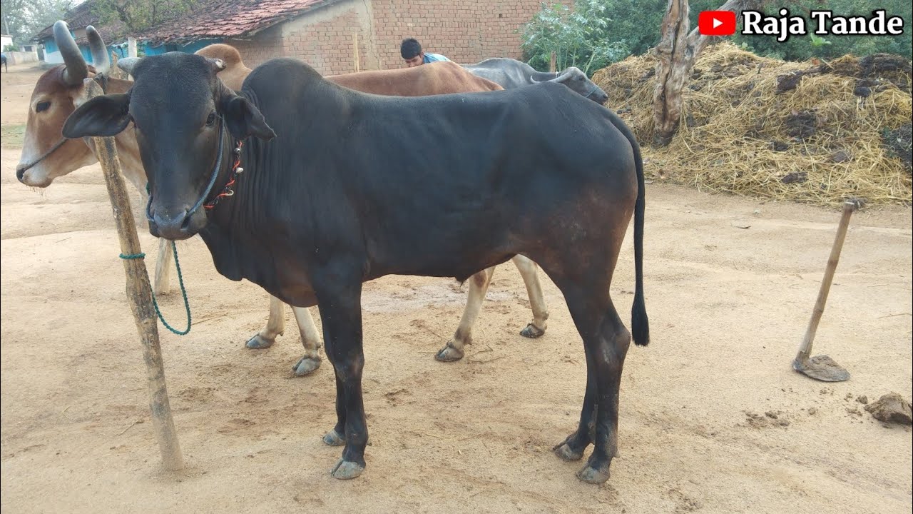 Black ox race  pat pratiyogita  bailgada sharyat  indian cow