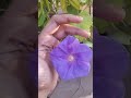 Morning glory #shortsfeed #shorts#flowers #flower #plant#plants #tree #garden #gardening #yt