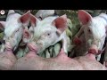 ‼️Как выросли поросята за 3 дня пока я болел 🐽🐖‼️