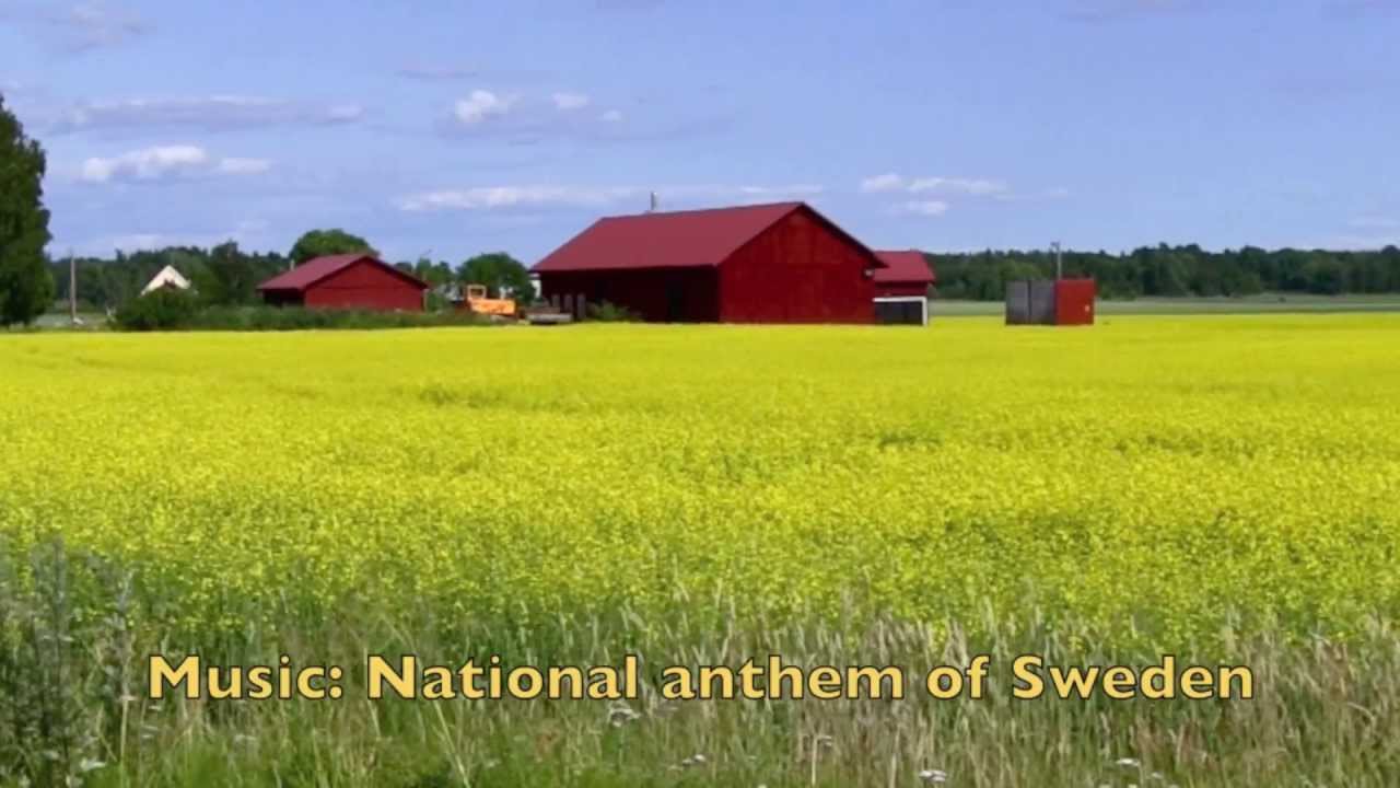 Yellow fields Sweden YouTube