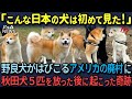 【海外の反応】秋田犬が廃墟となった外国の村に放たれた結果、野良犬の群れが激変した理由