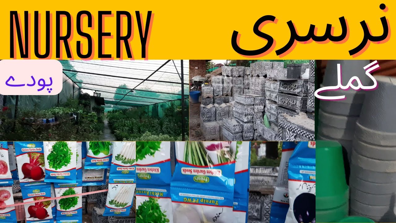 Plants and Plant Pots at Reasonable Price Peshawar Mor Islamabad 2022