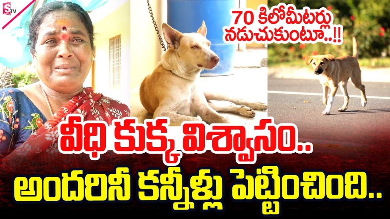 కరీంనగర్ జిల్లాలో కదిలిస్తున్న వీధి కుక్క విశ్వాసం ..|| Emotional Video | Pet Dog | Karimnagar