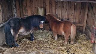 Shetland ponies