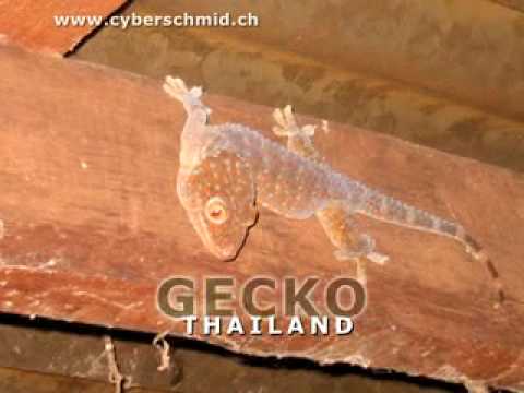 Gecko Gekko Tokeh