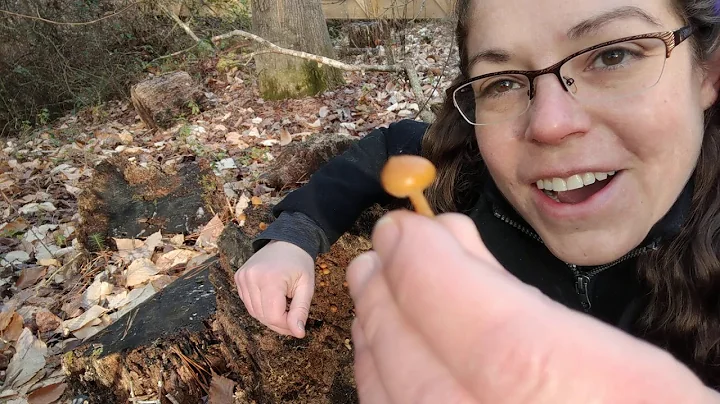How to ID deadly Galerina mushrooms