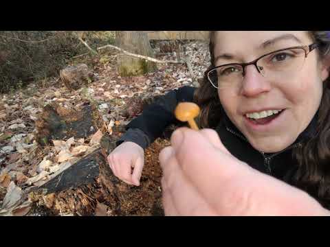 Video: Poisonous mushroom Galerina fringed. Features