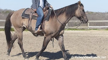 PJS Dusty Zan King - mount, jogs, lopes, stops, turns! - ValleyViewRanch.net