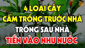 Đừng Dại Trồng 4 Cây Này Trước Cửa Nhà, Trồng Sau Nhà Gia Chủ Cả Đời Giàu Có, Tiền Vàng Ùn Ùn Kéo Về