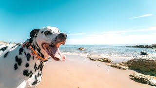 Dog Friendly Beaches in Cape Cod: Top 4 Beaches That Are Dog Friendly In Cape Cod