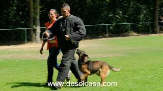 How did Malinois Nicky de Sol Casa perform at the KNPV PH1?