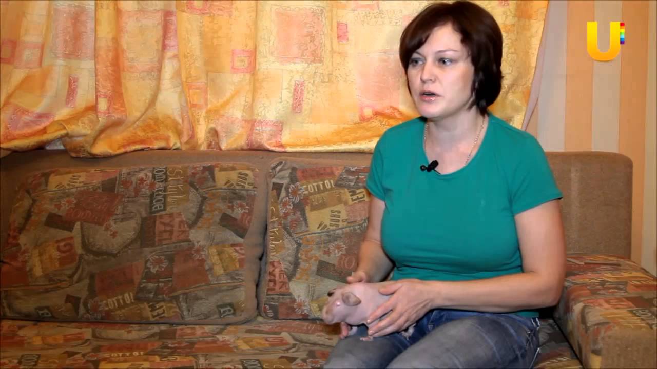 Глазами животных, выпуск 126. Морские свинки скинни, вопросы ветеринару.