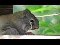 Poor Sabre Toothed Squirrel Gets an Intervention by an Amateur Dentist and Gets Rescued