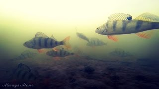 Рыбалка глазами рыбака и рыбы. Ловля окуня зимой. Подводная съемка. Реальные кадры поклевок.(Зимняя рыбалка подводная съемка. Первое видео на пробу., 2016-12-31T14:31:06.000Z)