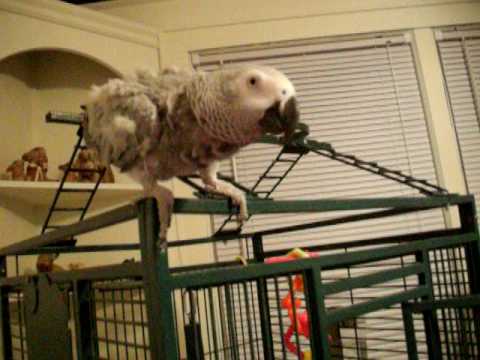 African grey Parrot tells dogs to 'Lay down!' funny - YouTube