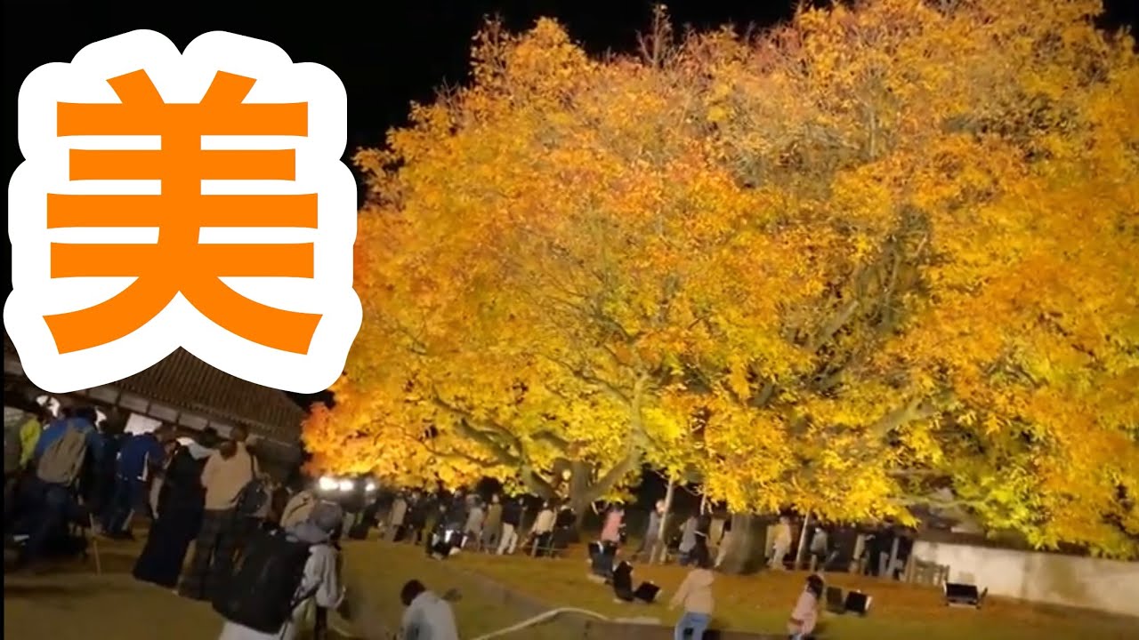 閑谷学校の楷の木がライトアップ 幻想的な美しさで綺麗 Youtube