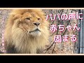 大爆笑!逃げる&いじけるオリト。オリトイオの愛にキューン💕美男美女ライオン夫婦と赤ちゃん3姉妹vol.140@旭山動物園/Laugh at the running,spoiled lion male