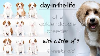 DAY IN THE LIFE of a goldendoodle breeder with a litter of 9 puppies that are 4 weeks old!