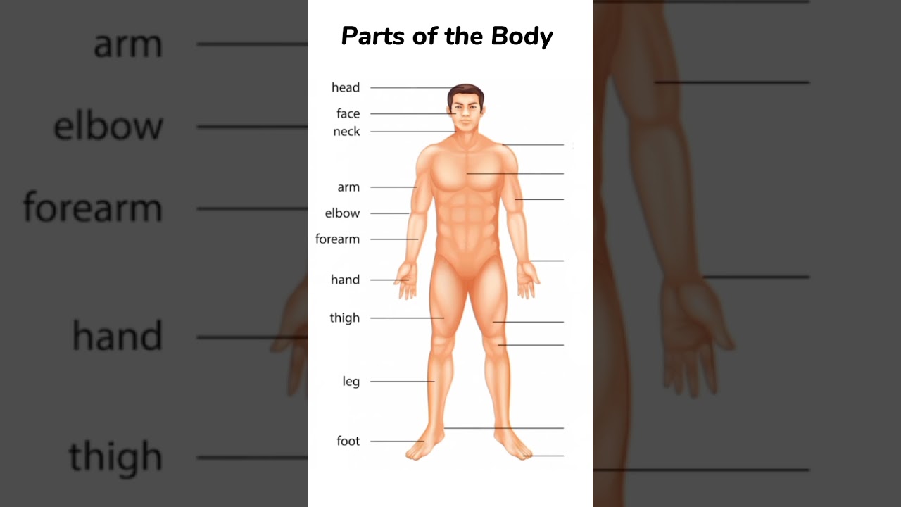 Male Body Parts Name With Picture male-body-parts-name-with-picture