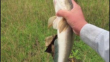 Cắm câu cá lóc dính hugo khủng / về với làng quê